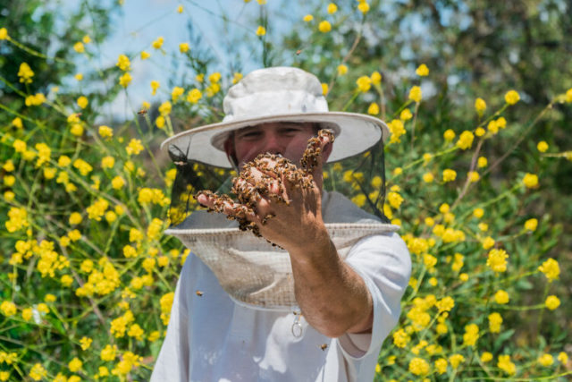 Bee Rescue Southern California