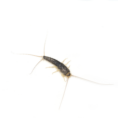 how to get rid of silverfish