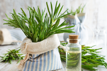 Rosemary Oil